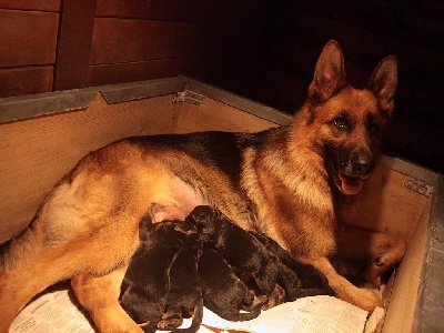 de Run an Faouët - Les chiots de Fanta sont nés ! 